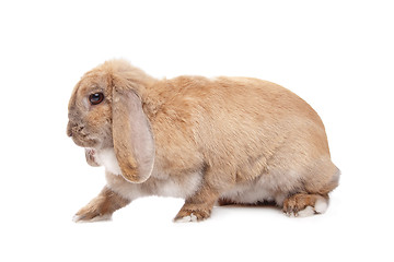 Image showing Young brown rabbit