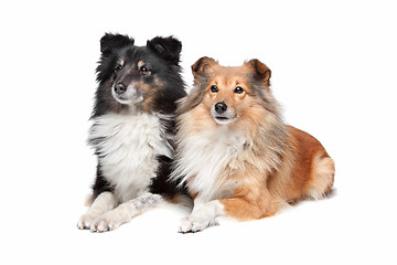 Image showing Shetland Sheepdog, Sheltie