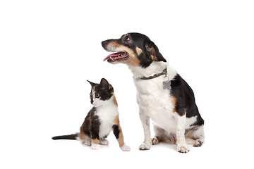 Image showing Kitten and Jack Russel Terrier