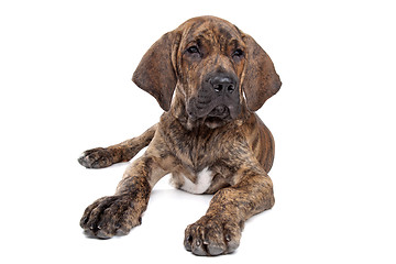 Image showing Brazilian Mastiff or Fila Brasileiro