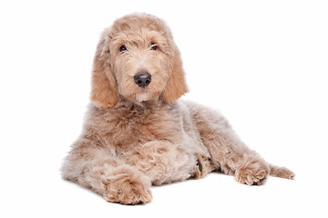 Image showing Labradoodle puppy