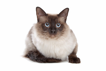 Image showing Siamese cat