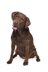 Image showing Chocolate Labrador
