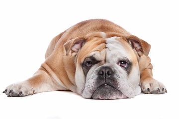 Image showing English bulldog