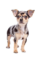 Image showing chihuahua