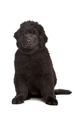 Image showing Black Newfoundland puppy