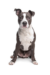 Image showing American Staffordshire Terrier puppy