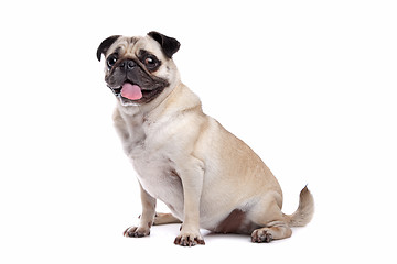 Image showing Pug dog