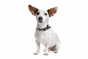 Image showing Jack Russel Terrier