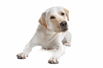 Image showing Yellow Labrador