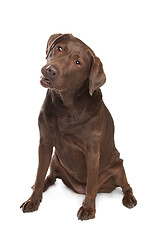 Image showing Chocolate Labrador