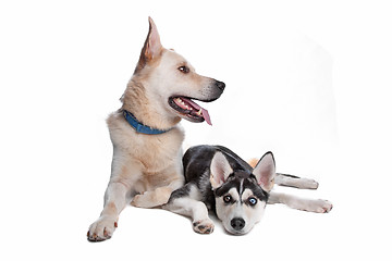 Image showing two mixed breed dogs