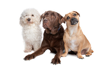 Image showing three dogs