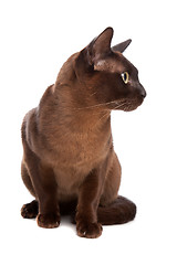 Image showing Burmese cat