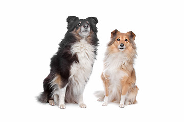 Image showing Shetland Sheepdog, Sheltie