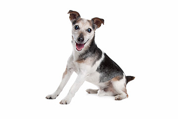 Image showing old and blind jack russel terrier