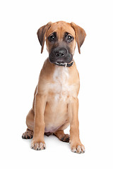 Image showing mixed breed puppy