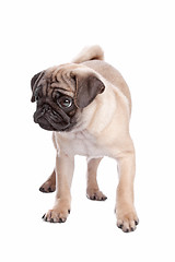 Image showing pug puppy