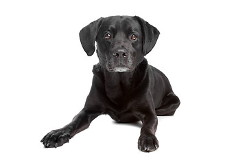 Image showing mixed breed black dog