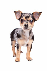 Image showing chihuahua