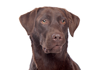 Image showing Chocolate Labrador