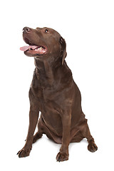 Image showing Chocolate Labrador