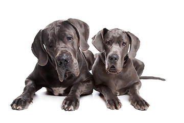 Image showing Two grey great Dane dogs