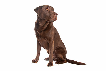 Image showing chocolate Labrador Retriever