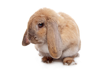 Image showing Young brown rabbit