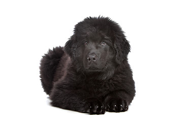 Image showing Black Newfoundland puppy