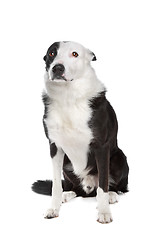 Image showing border collie