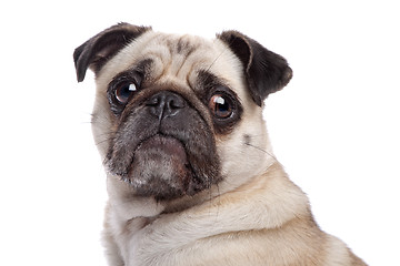 Image showing Pug dog