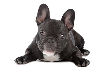 Image showing Black and white French Bulldog