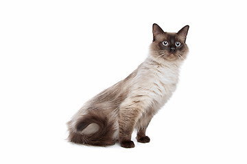 Image showing Siamese cat