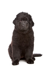 Image showing Black Newfoundland puppy