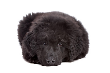 Image showing Black Newfoundland puppy