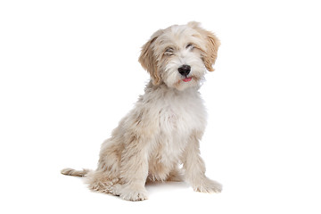 Image showing Tibetan Terrier