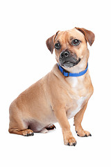 Image showing mixed breed dog