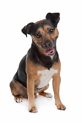 Image showing black and tan Jack Russel Terrier