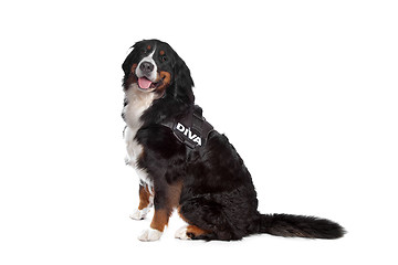 Image showing Bernese Mountain Dog