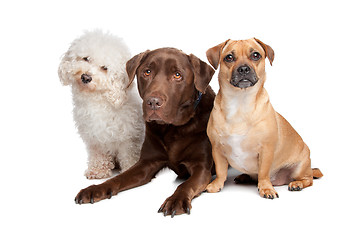 Image showing three dogs