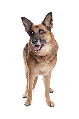 Image showing Old and blind German shepherd