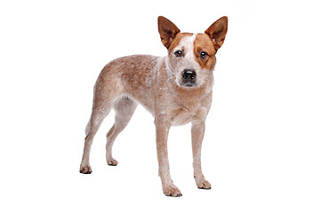 Image showing Australian Cattle Dog (red coat)