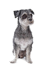 Image showing mixed breed dog