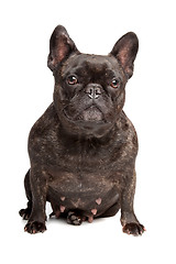 Image showing French Bulldog