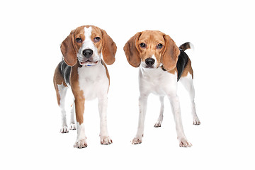 Image showing two beagle dogs