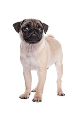 Image showing pug puppy