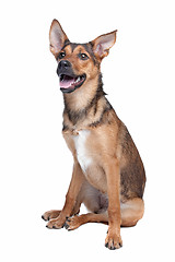 Image showing mixed breed dog