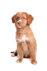 Image showing Nova Scotia Duck Tolling Retriever puppy