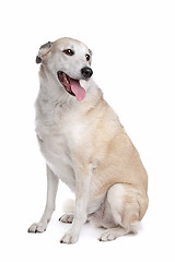 Image showing mixed breed dog